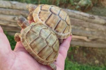 Turtles and Tortoises kaufen und verkaufen Photo:  Testudo hermanni hermanni Apulia