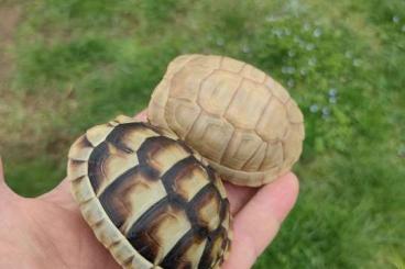 Schildkröten  kaufen und verkaufen Foto: Testudo marginata albino T+