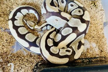 Ball Pythons kaufen und verkaufen Photo: Königspython Python regius Desert Ghost