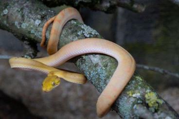 Boas kaufen und verkaufen Photo: Corallus hortulanus for Snakeday Houten