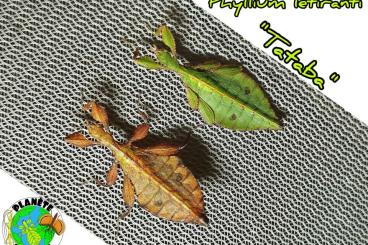 Insekten kaufen und verkaufen Foto: Phyllium letiranti "Tataba“ 