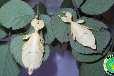 Insekten kaufen und verkaufen Foto: Phyllium letiranti „Tataba“ Eier