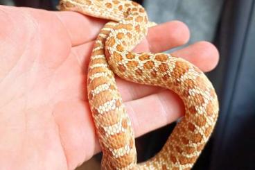 Schlangen kaufen und verkaufen Foto: Heterodon Evans Hypo het Axanthic Hakennasennatter 