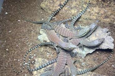 Monitor lizards kaufen und verkaufen Photo: Varanus Glauerti / Kimberley felsenwaran