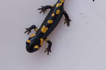 Salamander kaufen und verkaufen Foto: FEUERSALAMANDER, Salamandra s.s. und terrestris