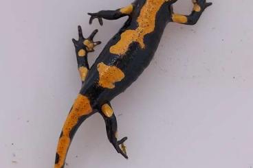 Salamander kaufen und verkaufen Foto: Verkaufe Europ. Feuersalamander, Salamandra s.terrestris