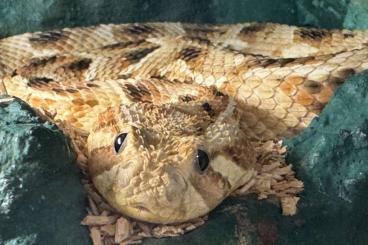 Giftschlangen kaufen und verkaufen Foto: Bitis arietans Lake Nakuru