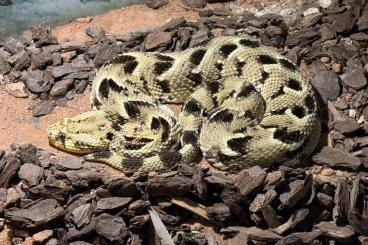 Venomous snakes kaufen und verkaufen Photo: Bitis arietans Lake Nakuru