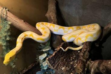 Pythons kaufen und verkaufen Photo: 0,1 Python reticulatus Albino Lavender Netzpython 