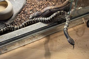 Venomous snakes kaufen und verkaufen Photo: 1,1 Naja nigricincta abzugeben 