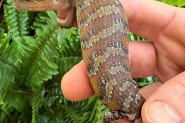 Skinks kaufen und verkaufen Photo: 0.0.4 Tiliqua scincoides intermedia (Blue-tongued Skink (CB24)