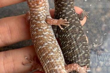 Lizards kaufen und verkaufen Photo: 0.0.2 Stoke's Skink, (Het AlbinoTplus,(2024) Possible Couple