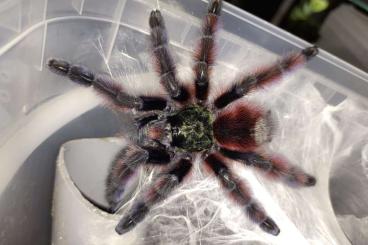 - bird spiders kaufen und verkaufen Photo: 0,4 Caribena versicolor adult