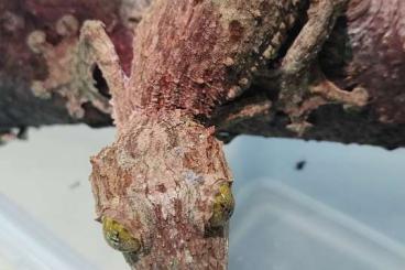 Geckos kaufen und verkaufen Foto: Für Hamm: 2,0 Uroplatus sameiti