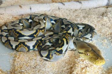 Pythons kaufen und verkaufen Photo: 1.0 Malayopython reticulatus Bali