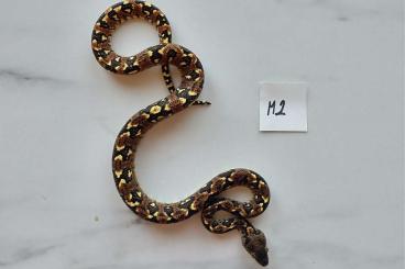 Boas kaufen und verkaufen Photo: 2.1 sanzinia madagascariensis Madarin