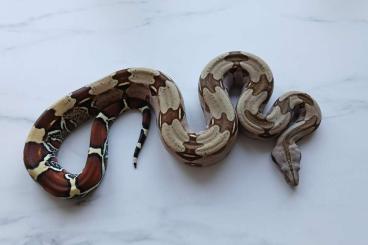 Boas kaufen und verkaufen Foto: 1.0 boa constrictor Guyana