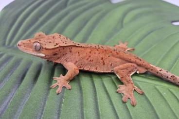 Geckos kaufen und verkaufen Foto: C. ciliatus - Crested Geckos - Kronengecko 