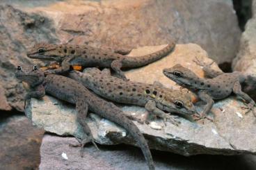 Geckos kaufen und verkaufen Foto: Quedenfeldtia moerens CB '24