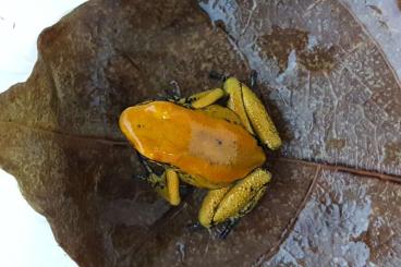 Pfeilgiftfrösche kaufen und verkaufen Foto: Phyllobates terribilis Nachzuchen abzugeben 0.1.2