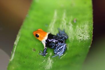 Poison dart frogs kaufen und verkaufen Photo: www.toxfrogs-shop.de Pfeilgiftfrösche Futtertiere & Zubehör 