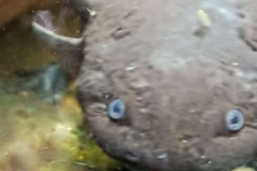 newts and salamanders kaufen und verkaufen Photo: Ambystoma mexicanum, Axolotl 