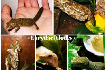 Geckos kaufen und verkaufen Foto: Eurydactylodes all Specs > Medi up to Adult