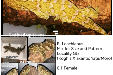 Geckos kaufen und verkaufen Foto: R. Leachianus 0.1 - GTx Female Mix for Size and Color