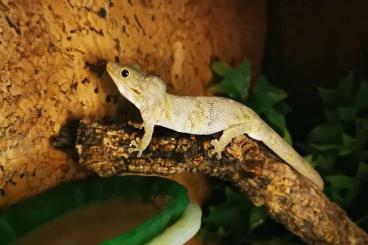 Geckos kaufen und verkaufen Foto: Eurydactylodes - Symmetricus 4.4 - Pairs different Blood