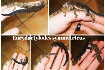 Geckos kaufen und verkaufen Photo: Eurydactylodes Symmetricus - Rtb Pair