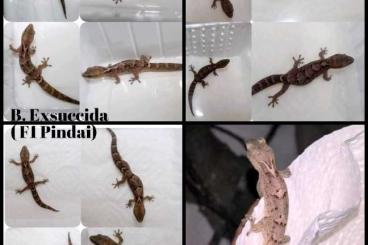 Geckos kaufen und verkaufen Photo: Bavayias Exsuccida - F1 Pair (1.1)