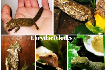 Geckos kaufen und verkaufen Foto: Eurydactylodes all Specs > Medi up to SubAdult