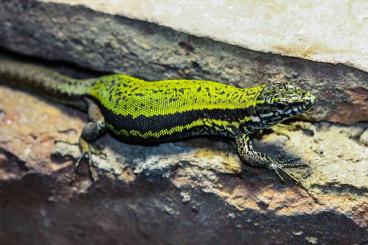 Echsen  kaufen und verkaufen Foto: Podarcis muralis maculiventris green beast