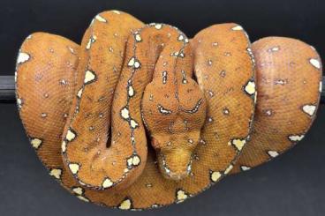 Pythons kaufen und verkaufen Foto: 1.0 Baumpython Morelia Viridis von 05/2023