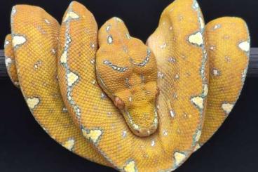 Pythons kaufen und verkaufen Photo: 0.0.2 Baumpython Morelia Viridis Mix 05/2023