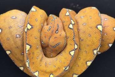 Pythons kaufen und verkaufen Photo: 0.0.1 Baumpython Morelia Viridis Mix 05/2023