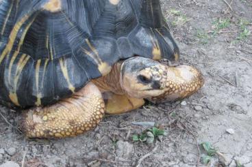 Tortoises kaufen und verkaufen Photo: Astrochelys radiata male available