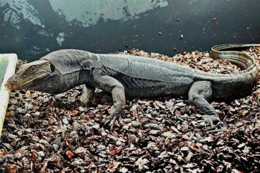 Warane kaufen und verkaufen Foto: Varanus salvator Black Dragon Water Monitor black