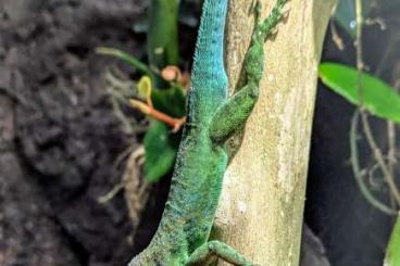 Echsen  kaufen und verkaufen Foto: Anolis lividus Breeding Pair* Tausch möglich*