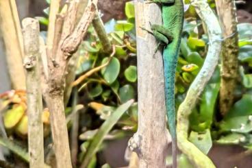 Echsen  kaufen und verkaufen Foto: 1.1 Anolis lividus Breeding Pair, evtl Tausch 