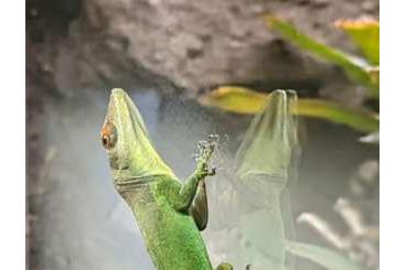 Echsen  kaufen und verkaufen Foto: 1.1 Anolis lividus Breeding Pair  ( reserviert)