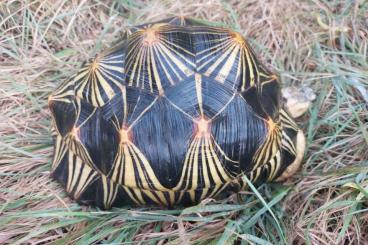 Schildkröten  kaufen und verkaufen Foto: 0,1 Astrochelys Radiata 4 Kilo von 2016  