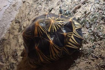 Schildkröten  kaufen und verkaufen Foto: 0,1 Astrochelys Radiata von 2016  1,0 Psammobates tentorius verroxii