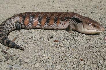 Skinks kaufen und verkaufen Photo: 3 x Tiliqua scincoides intermedia für Hamm