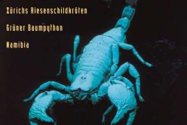 Literatur kaufen und verkaufen Foto: Suche - Reptilia ausgabe: 13