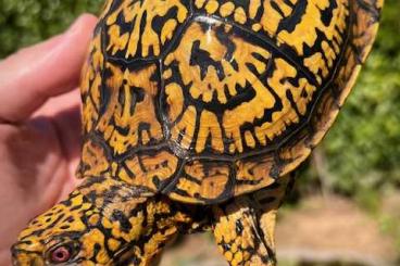 Sumpfschildkröten kaufen und verkaufen Foto: 1.0 Terrapene Carolina Carolina