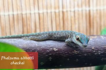 Geckos kaufen und verkaufen Photo: Phelsuma  /     Taggeckos 