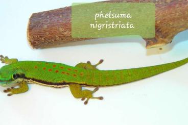 Geckos kaufen und verkaufen Foto: Phelsuma nigristriata       