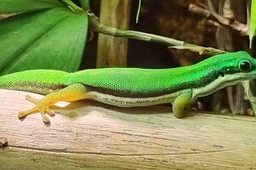 Geckos kaufen und verkaufen Foto: Taggeckos /     Phelsuma 