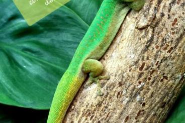 Geckos kaufen und verkaufen Foto: Für hamm 8.3. Oder Hannover  6.4.